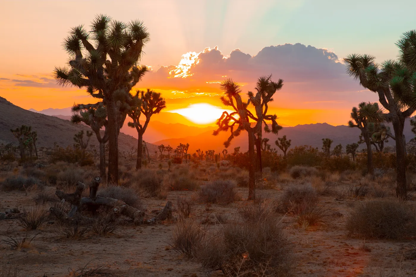 Joshua Tree desert landscape before an illustrative industrial development scenario